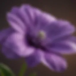 Close-up view of small five petal purple flower showcasing its unique features