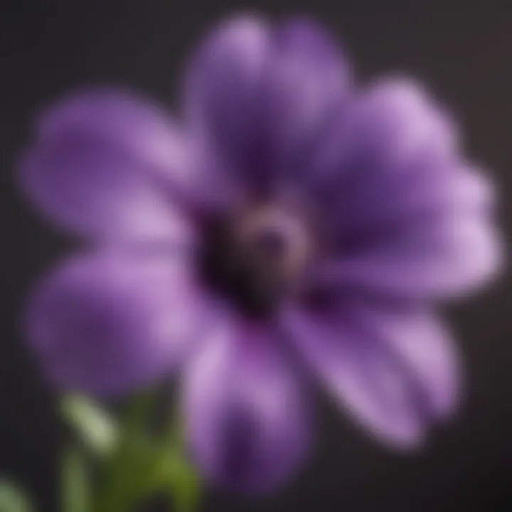 Cultural representations of small five petal purple flowers in various art forms