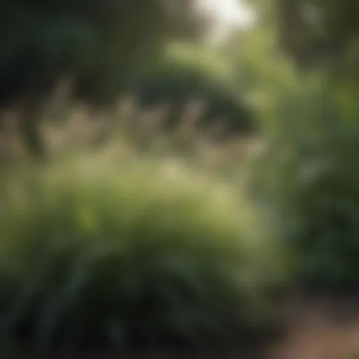 Lush tall ornamental grasses in a shaded garden
