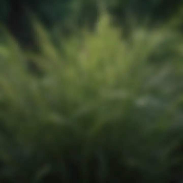 Close-up of ornamental grass showcasing texture and color