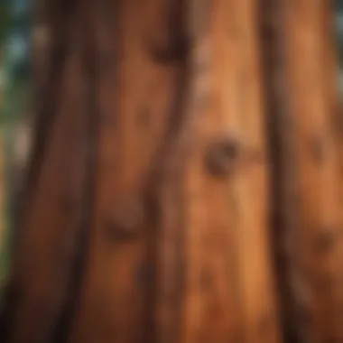 Unique bark texture of the giant sequoia