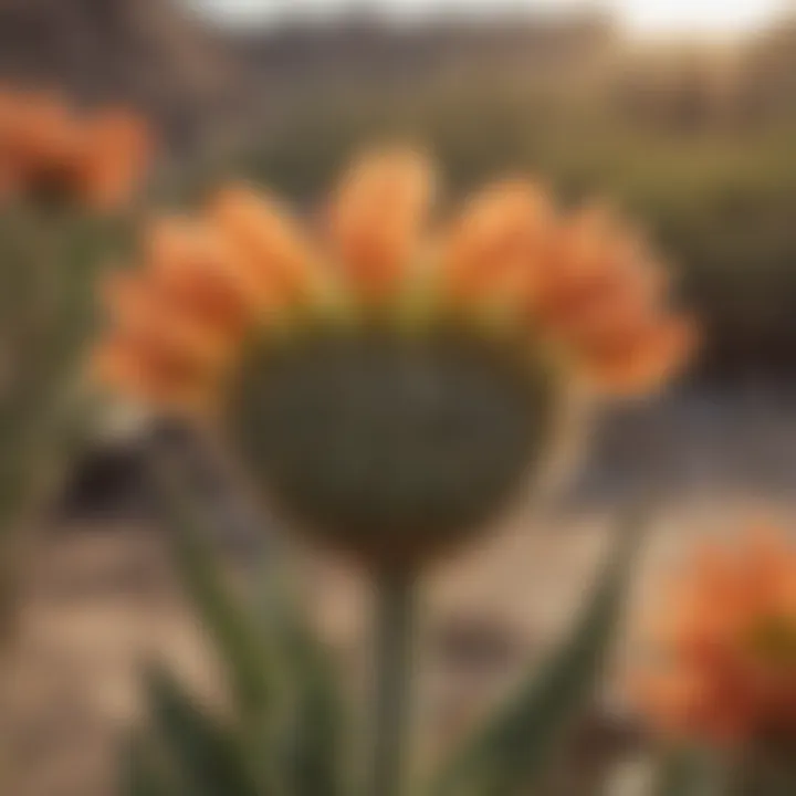 Close-up of a drought-resistant Texas perennial flower