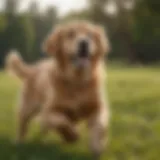 A playful Golden Retriever frolicking in a field