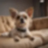 Adorable hypoallergenic small dog sitting on a plush couch