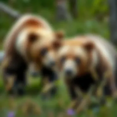 A bear conservation project in action