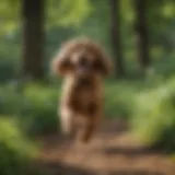 A playful Cocker Spaniel running in a lush green park, showcasing its joyful spirit.