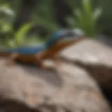 A vibrant skink basking on a rock