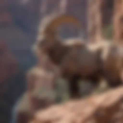 A majestic bighorn sheep perched on the rocky ledges of the Grand Canyon, showcasing its impressive horns.