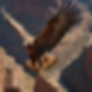 An aerial view of a circling golden eagle above the vast expanse of the Grand Canyon, symbolizing the region's avian diversity.