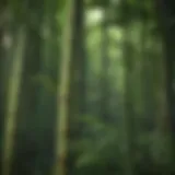 Diverse species of bamboo plants in a lush landscape