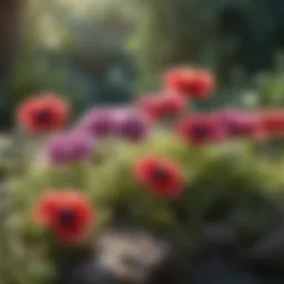 Vibrant anemone flowers in a natural garden setting