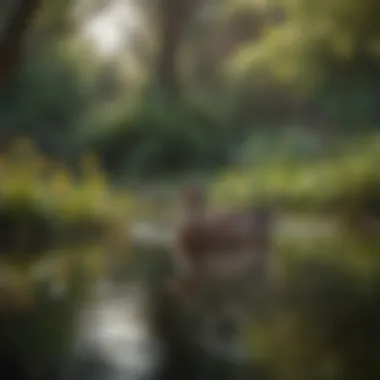 Ducks in a Tranquil Pond Setting A serene landscape featuring ducks swimming in a tranquil pond