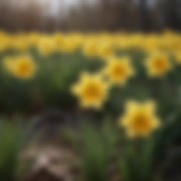 A close-up of vibrant yellow daffodils swaying in the breeze