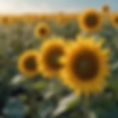 A field of sunflowers under a bright blue sky