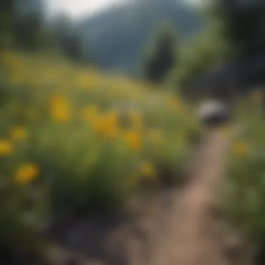 A variety of yellow wildflowers in a natural setting