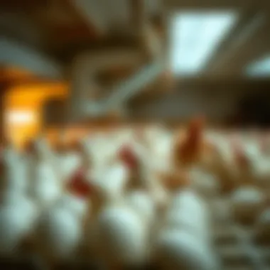 Exploring the Dynamics of a Large Incubator for Chicken Eggs Summary