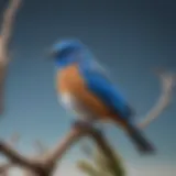 A vibrant blue bird perched on a branch against a clear sky.