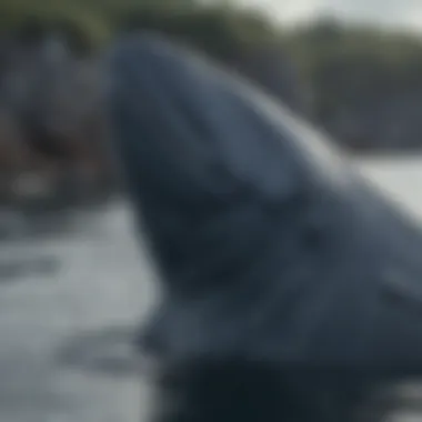 Conservation Initiatives for Blue Whale Protection Conservation efforts highlighting the importance of marine protection