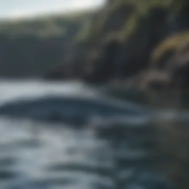 Swimmers observing blue whales from a safe distance