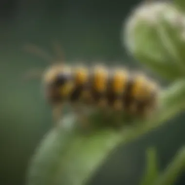 Close-up of monarch caterpillar on milkweed