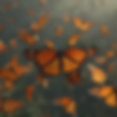 Dramatic aerial view of monarch butterflies in migration