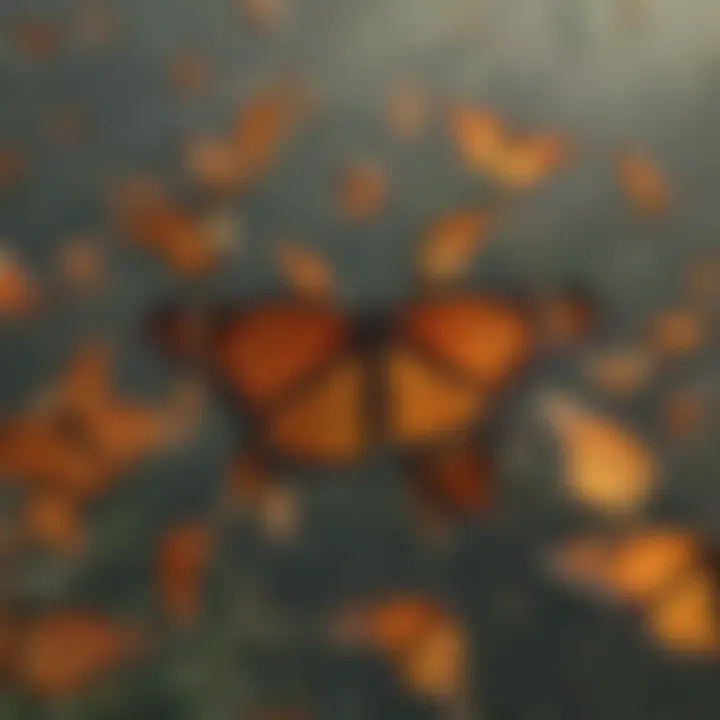 Dramatic aerial view of monarch butterflies in migration