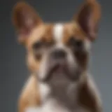 Exploring the French Bulldog and Boston Terrier Mix: Characteristics, Care, and Compatibility Introduction