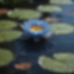 Vivid blue water lily blossoms floating on water