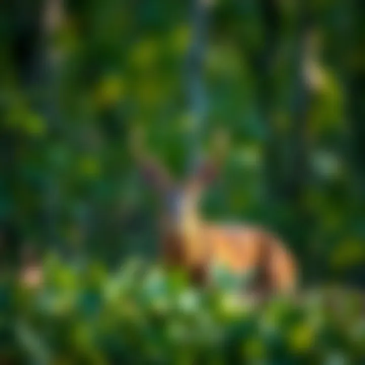 Wildlife in the Pennsylvania Mountains representing the region's unique fauna