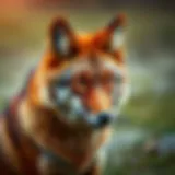 Exploring the Red Wolf: Fascinating Facts and Insights Introduction
