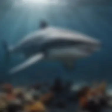 An illustration showing the size comparison of a whale shark with other marine creatures.