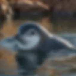 A vaquita porpoise swimming gracefully in the Gulf of California