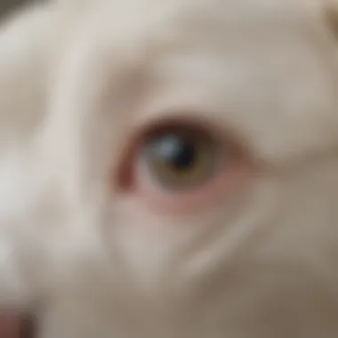 Close-up of a white cream retriever's expressive eyes showcasing its gentle nature