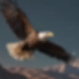 A majestic eagle soaring through the sky, symbolizing freedom and wildlife
