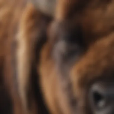 A close-up shot of bison horns and fur, showcasing their unique features