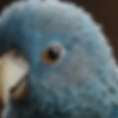 A close-up of a blue parakeet's head, highlighting its intricate feather patterns and expressive eyes