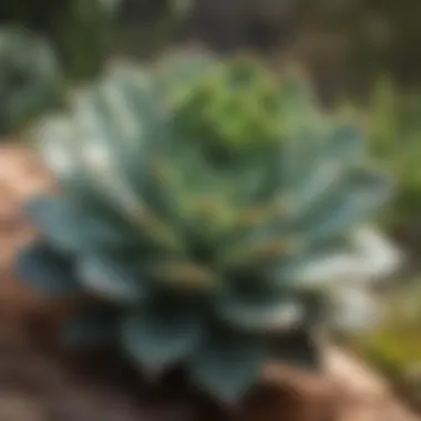 Close-up of a uniquely shaped succulent thriving in a rugged environment