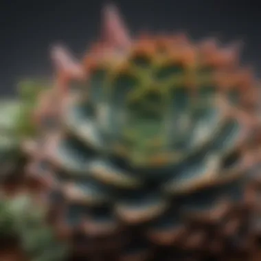 Collection of diverse succulent species showcasing variety in textures and colors