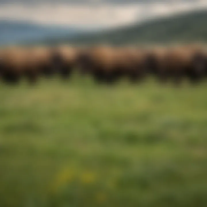 A herd of bison grazing peacefully in a lush, green meadow at Yellowstone, embodying the essence of wildlife in summer.