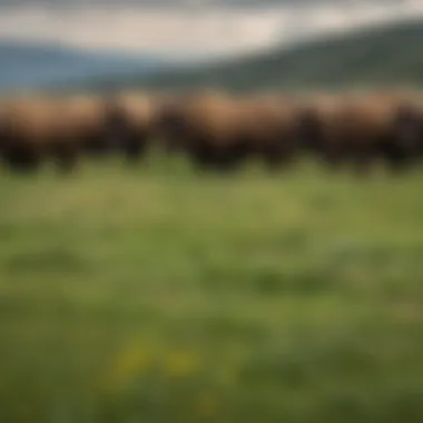 Bison Herd: Majestic Icons of the Plains A herd of bison grazing peacefully in a lush, green meadow at Yellowstone, embodying the essence of wildlife in summer.
