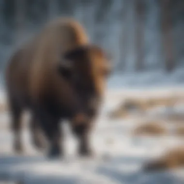 Bison roaming through the snow in Yellowstone