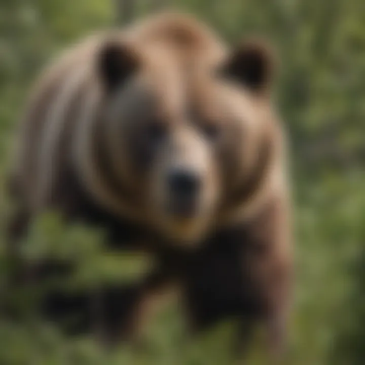 A close-up of a grizzly bear foraging for food in the dense foliage, illustrating the diverse wildlife of Yellowstone in summer.