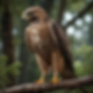 A close-up of a hawk perched on a branch, showcasing its sharp talons