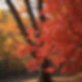 Vibrant Red Maple tree in full autumn color