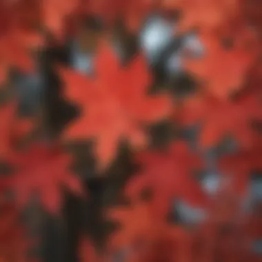 Close-up of Red Maple leaves showcasing their unique shape