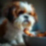 Feeding a Shih Tzu: Essential Guidelines for Optimal Nutrition Introduction