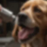 Close-up of a dog receiving flea treatment