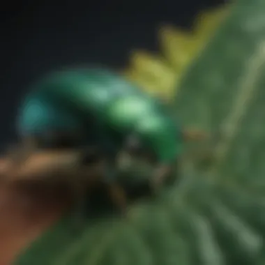 Vivid Green Beetle Detail Close-up of a vibrant green beetle on a leaf showcasing its unique coloration and texture.