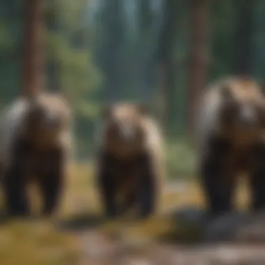 A group of grizzly bears in their natural habitat