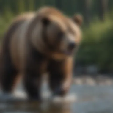 A scenic view of a grizzly bear in a river catching fish